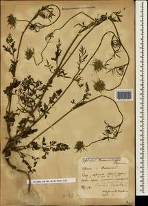 Daucus carota L., Crimea (KRYM) (Russia)