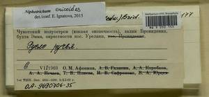 Niphotrichum ericoides (Brid.) Bedn.-Ochyra & Ochyra, Bryophytes, Bryophytes - Chukotka & Kamchatka (B21) (Russia)