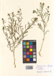 Lepidium ruderale L., Siberia, Russian Far East (S6) (Russia)