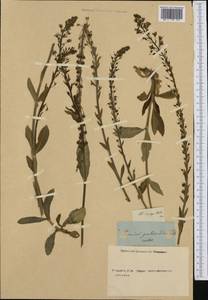 Veronica gentianoides Vahl, Botanic gardens and arboreta (GARD) (Russia)