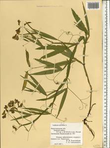 Lathyrus sylvestris L., Eastern Europe, Volga-Kama region (E7) (Russia)
