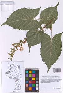 Salvia glutinosa L., Eastern Europe, Moscow region (E4a) (Russia)