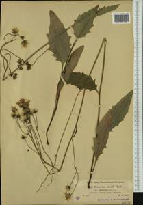Hieracium levicaule subsp. levicaule, Western Europe (EUR) (Austria)