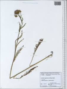 Achillea millefolium var. nigrescens E. Mey., Siberia, Western Siberia (S1) (Russia)