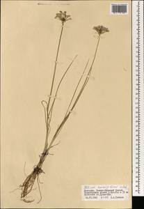 Allium anisopodium Ledeb., Mongolia (MONG) (Mongolia)