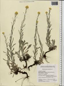 Helichrysum arenarium (L.) Moench, Eastern Europe, Central forest-and-steppe region (E6) (Russia)
