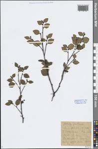 Betula fruticosa Pall., Siberia, Baikal & Transbaikal region (S4) (Russia)