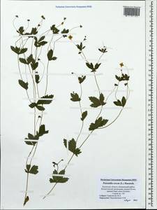 Potentilla erecta (L.) Raeusch., Eastern Europe, North-Western region (E2) (Russia)