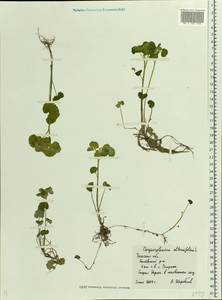 Chrysosplenium alternifolium L., Eastern Europe, Central region (E4) (Russia)