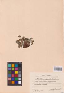 Potentilla hyparctica Malte, Eastern Europe, Northern region (E1) (Russia)