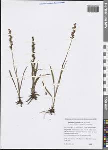 Spiranthes australis (R.Br.) Lindl., Siberia, Baikal & Transbaikal region (S4) (Russia)