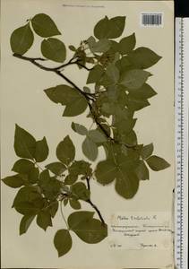 Ptelea trifoliata L., Eastern Europe, Lower Volga region (E9) (Russia)