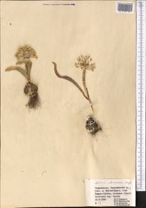 Allium alexeianum Regel, Middle Asia, Pamir & Pamiro-Alai (M2) (Tajikistan)