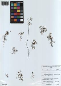 Ranunculus circinatus Sibth., Siberia, Altai & Sayany Mountains (S2) (Russia)
