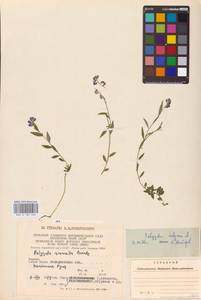 Polygala vulgaris L., Eastern Europe, West Ukrainian region (E13) (Ukraine)