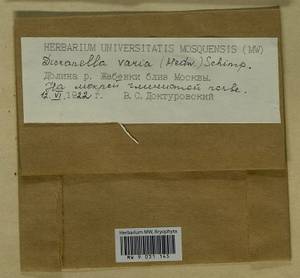 Dicranella varia (Hedw.) Schimp., Bryophytes, Bryophytes - Moscow City & Moscow Oblast (B6a) (Russia)