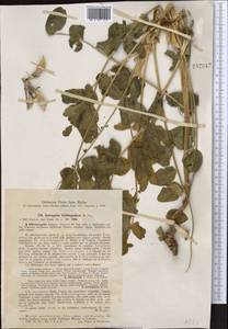 Astragalus tschimganicus Popov ex Baranov, Middle Asia, Western Tian Shan & Karatau (M3) (Uzbekistan)