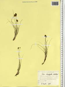 Carex stenophylla Wahlenb., Eastern Europe, South Ukrainian region (E12) (Ukraine)
