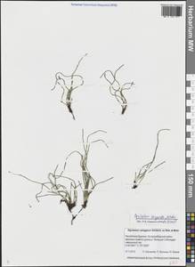Equisetum scirpoides Michx., Siberia, Baikal & Transbaikal region (S4) (Russia)