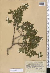 Lonicera microphylla Willd. ex Roem. & Schult., Middle Asia, Northern & Central Tian Shan (M4) (Kyrgyzstan)