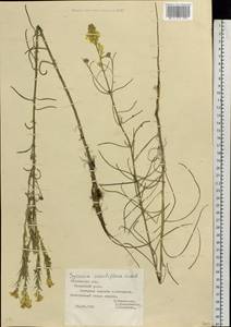 Erysimum quadrangulum Desf., Eastern Europe, Rostov Oblast (E12a) (Russia)