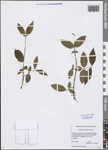 Euonymus verrucosus Scop., Eastern Europe, Moscow region (E4a) (Russia)