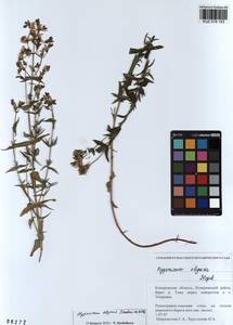KUZ 018 153, Hypericum elegans Steph. ex Willd., Siberia, Altai & Sayany Mountains (S2) (Russia)