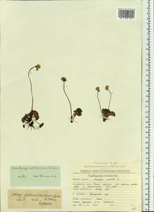 Micranthes nelsoniana subsp. nelsoniana, Siberia, Chukotka & Kamchatka (S7) (Russia)