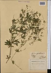 Galium sylvaticum L., Western Europe (EUR) (Germany)