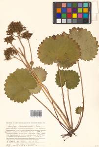 Micranthes manchuriensis (Engl.) Gornall & H. Ohba, Siberia, Russian Far East (S6) (Russia)