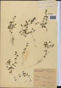 Veronica hederifolia L., Middle Asia, Syr-Darian deserts & Kyzylkum (M7) (Uzbekistan)