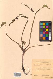 Pontederia plantaginea Roxb., Siberia, Russian Far East (S6) (Russia)