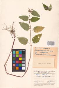MHA 0 154 447, Lamium album L., Eastern Europe, North-Western region (E2) (Russia)