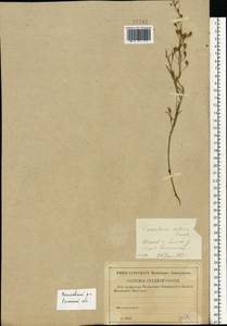 Camelina sativa (L.) Crantz, Eastern Europe, Central region (E4) (Russia)