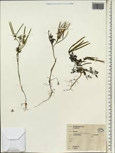 Scandix pecten-veneris L., South Asia, South Asia (Asia outside ex-Soviet states and Mongolia) (ASIA) (Israel)