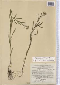 Achillea alpina subsp. alpina, Siberia, Chukotka & Kamchatka (S7) (Russia)