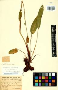 Bistorta elliptica (Willd. ex Spreng.) Kom., Siberia, Baikal & Transbaikal region (S4) (Russia)