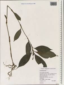 Commelinaceae, South Asia, South Asia (Asia outside ex-Soviet states and Mongolia) (ASIA) (Vietnam)
