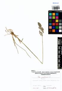 Poa pratensis L., Siberia, Baikal & Transbaikal region (S4) (Russia)