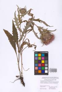 Lophiolepis decussata (Janka) Del Guacchio, Bures, Iamonico & P. Caputo, Eastern Europe, Central region (E4) (Russia)