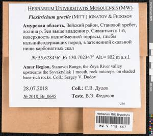 Flexitrichum gracile (Mitt.) Ignatov & Fedosov, Bryophytes, Bryophytes - Russian Far East (excl. Chukotka & Kamchatka) (B20) (Russia)