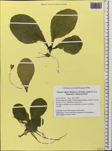Primula vulgaris, Caucasus, Black Sea Shore (from Novorossiysk to Adler) (K3) (Russia)