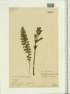 Pedicularis sceptrum-carolinum L., Eastern Europe, North-Western region (E2) (Russia)