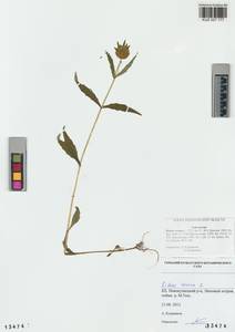 Bidens cernua L., Siberia, Altai & Sayany Mountains (S2) (Russia)