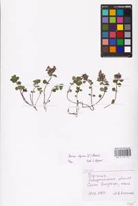 MHA 0 156 515, Clinopodium alpinum (L.) Kuntze, Eastern Europe, West Ukrainian region (E13) (Ukraine)