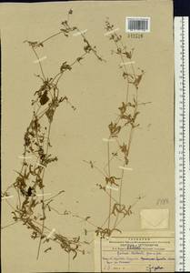 Galium spurium subsp. spurium, Siberia, Russian Far East (S6) (Russia)