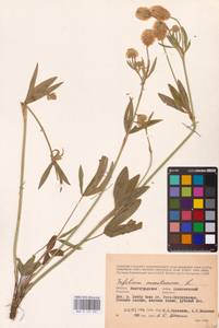 Trifolium montanum L., Eastern Europe, Lower Volga region (E9) (Russia)