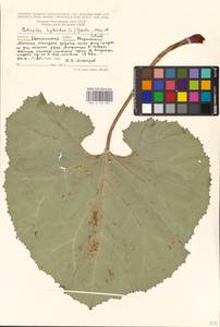 Petasites hybridus (L.) G. Gaertn., B. Mey. & Scherb., Eastern Europe, North-Western region (E2) (Russia)