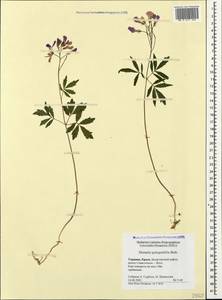 Cardamine quinquefolia (M. Bieb.) Schmalh., Crimea (KRYM) (Russia)