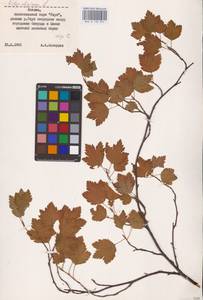 Ribes alpinum L., Eastern Europe, Latvia (E2b) (Latvia)